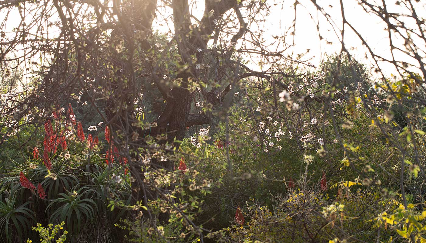 Botanisk have Barcelona om foråret