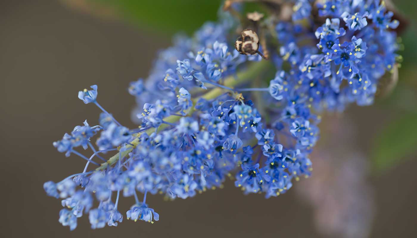 Ceanothus arboreus