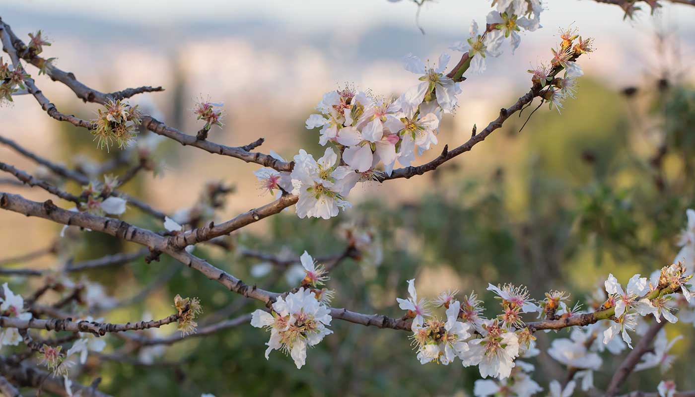 mandeltræ blomster