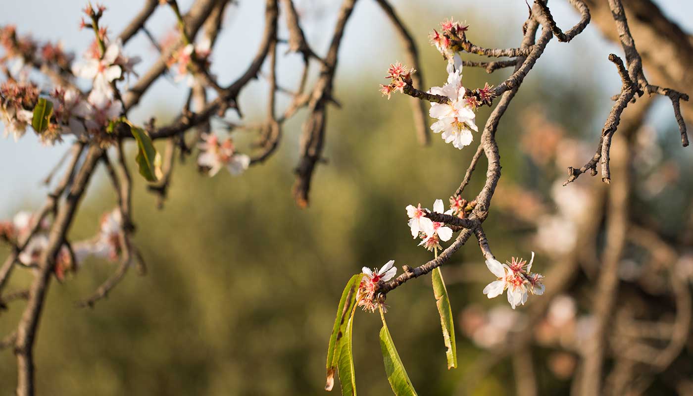 Prunus dulcis