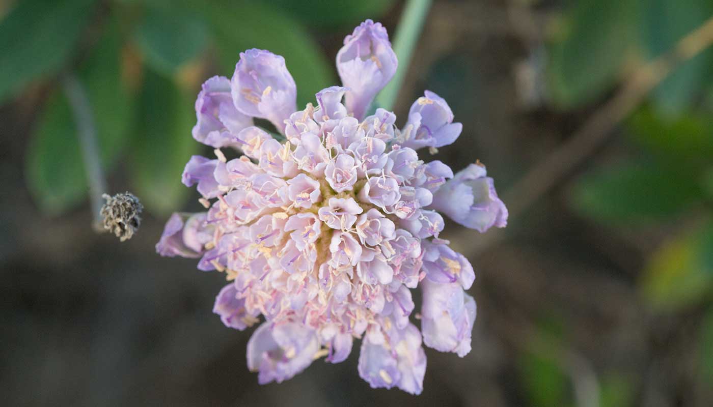 Scabiosa cretica