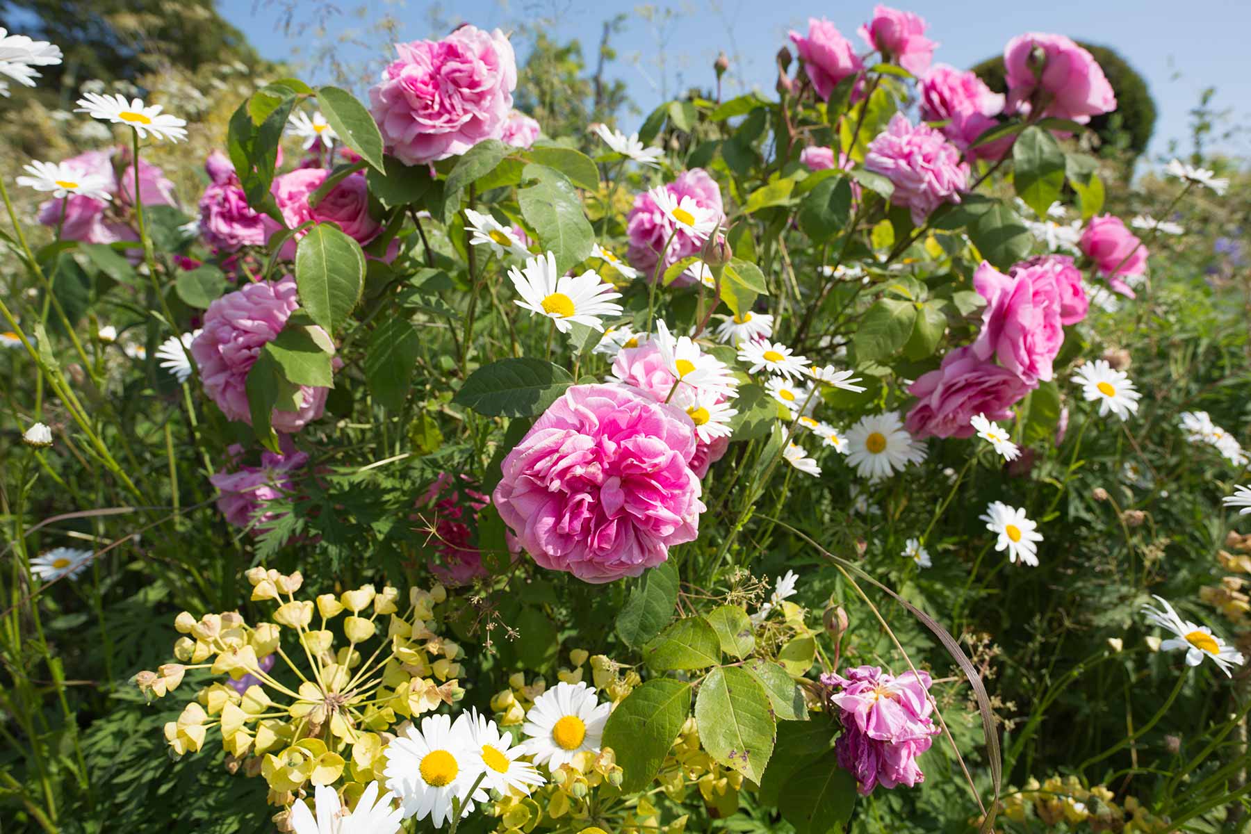 Great Dixter