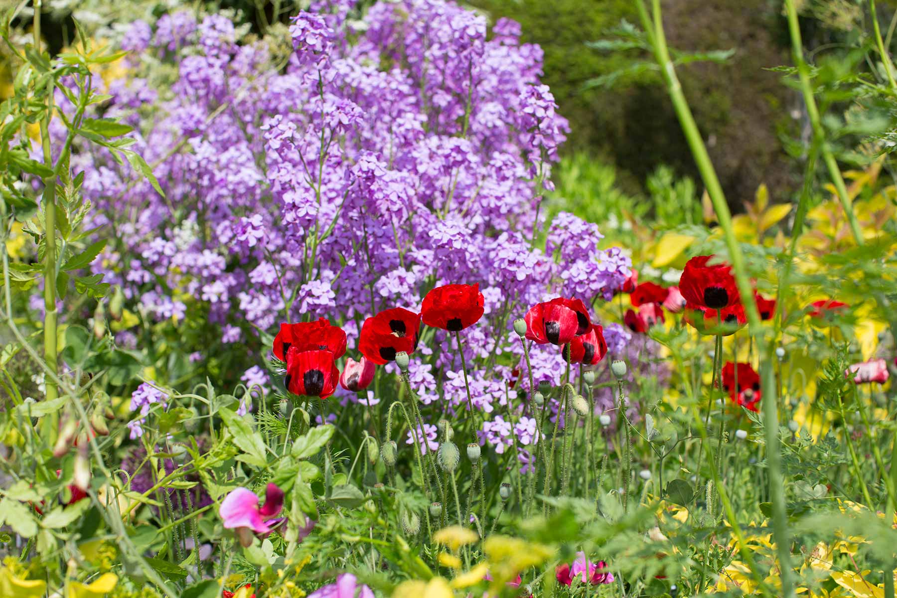 Great Dixter