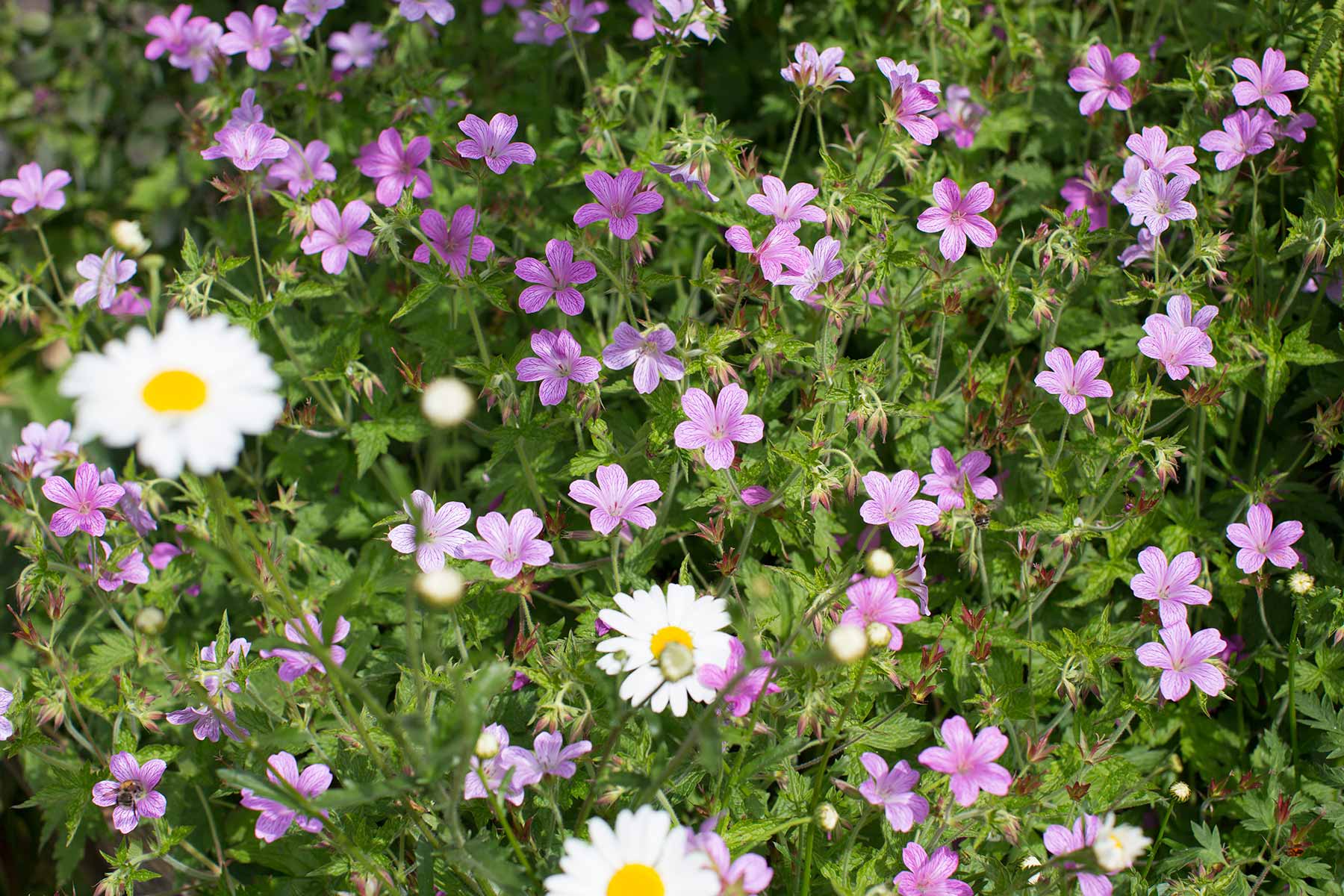 Great Dixter