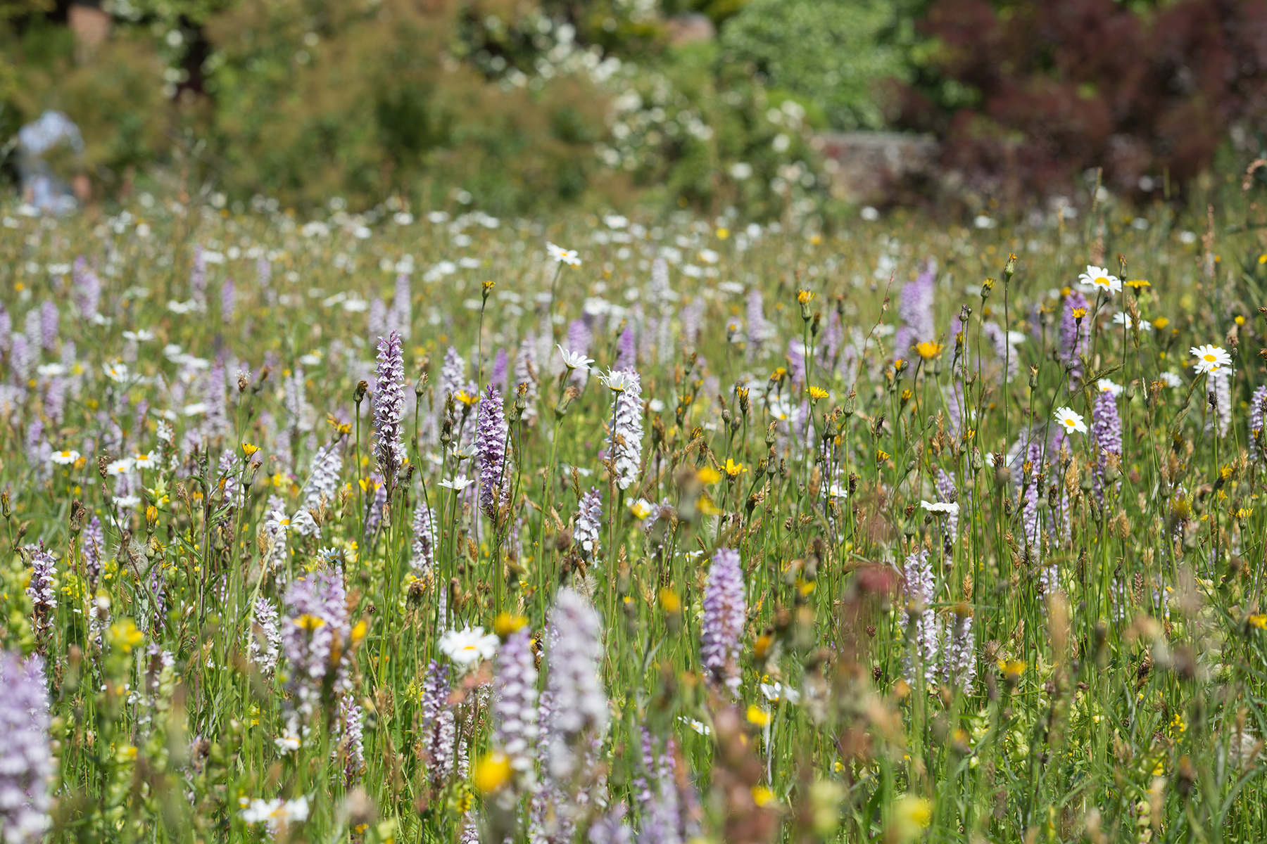 Great Dixter