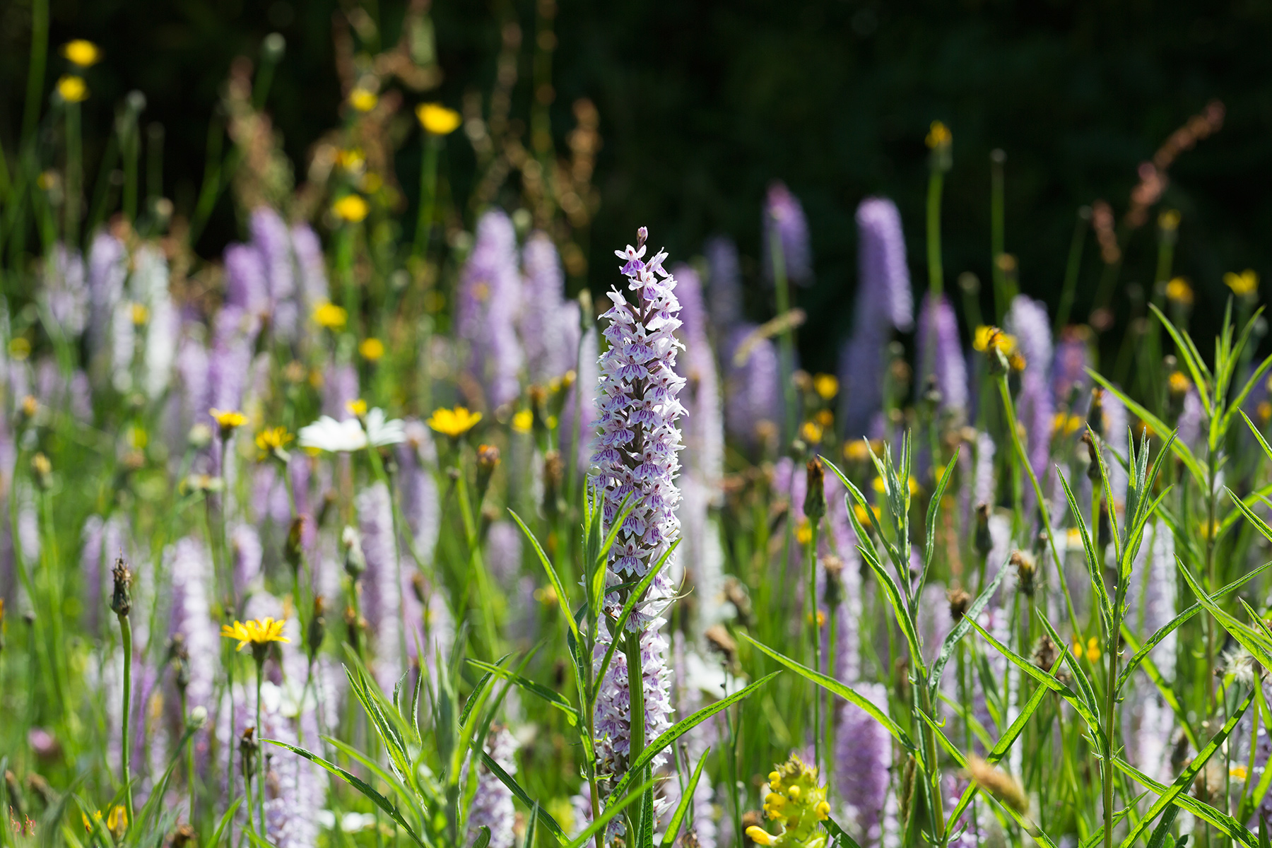 Great Dixter