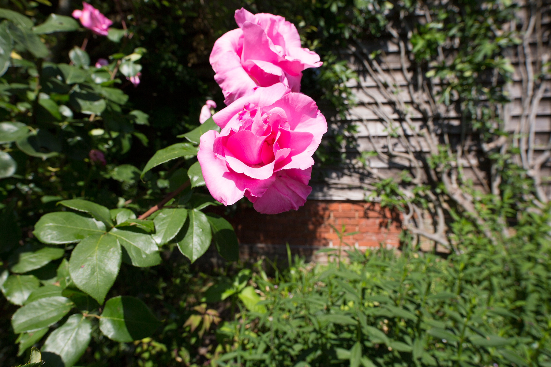 Great Dixter