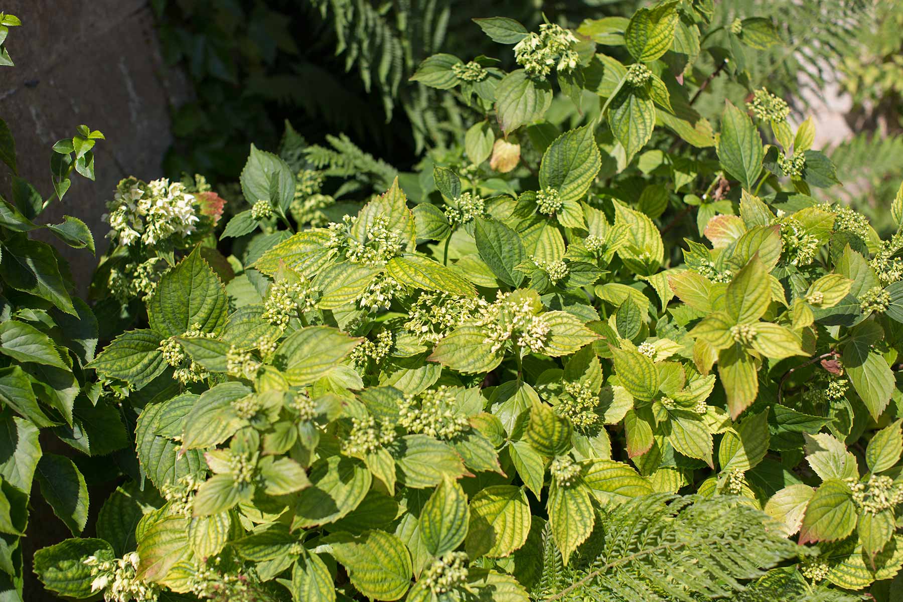 Hidcote