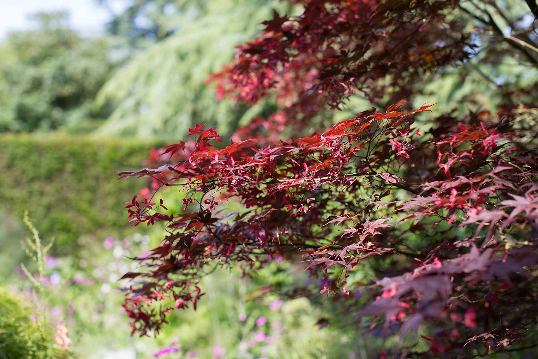 Hidcote