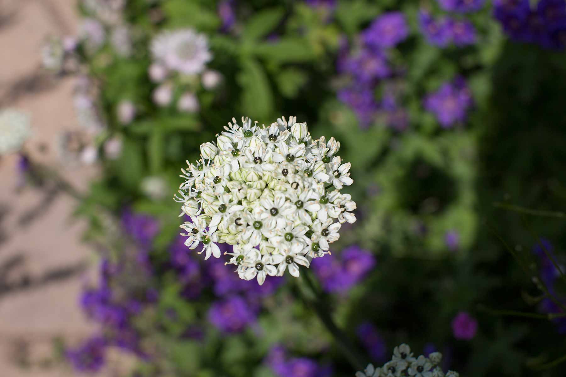 Hidcote