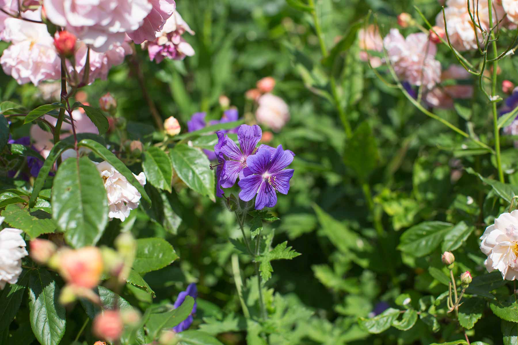 Hidcote