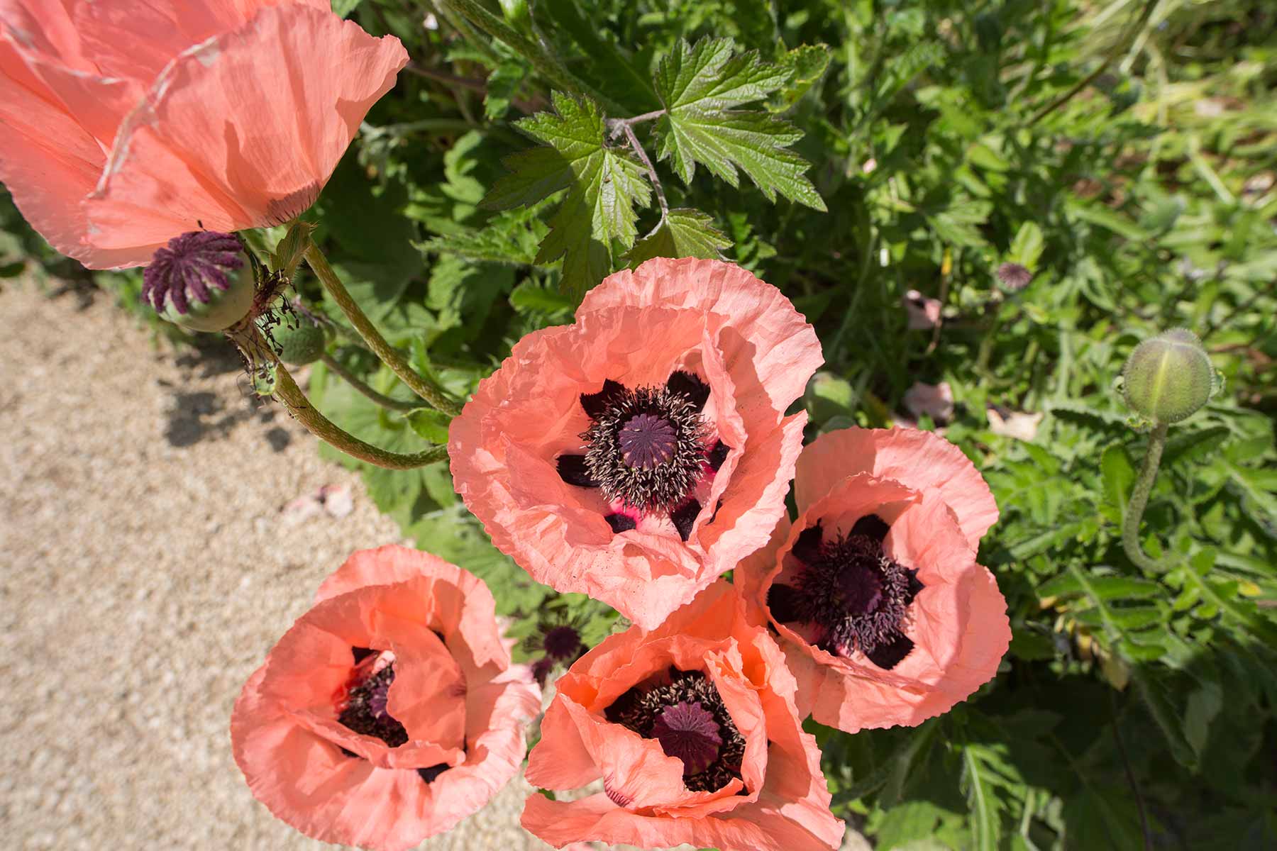 Hidcote