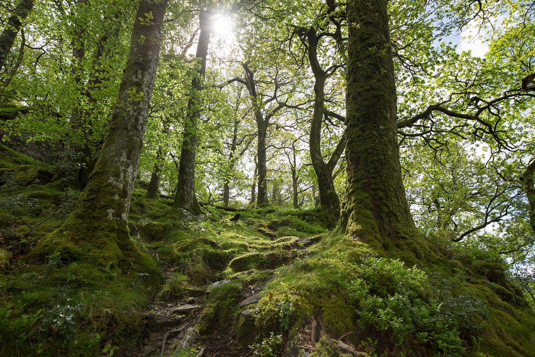 Skov i Lake District