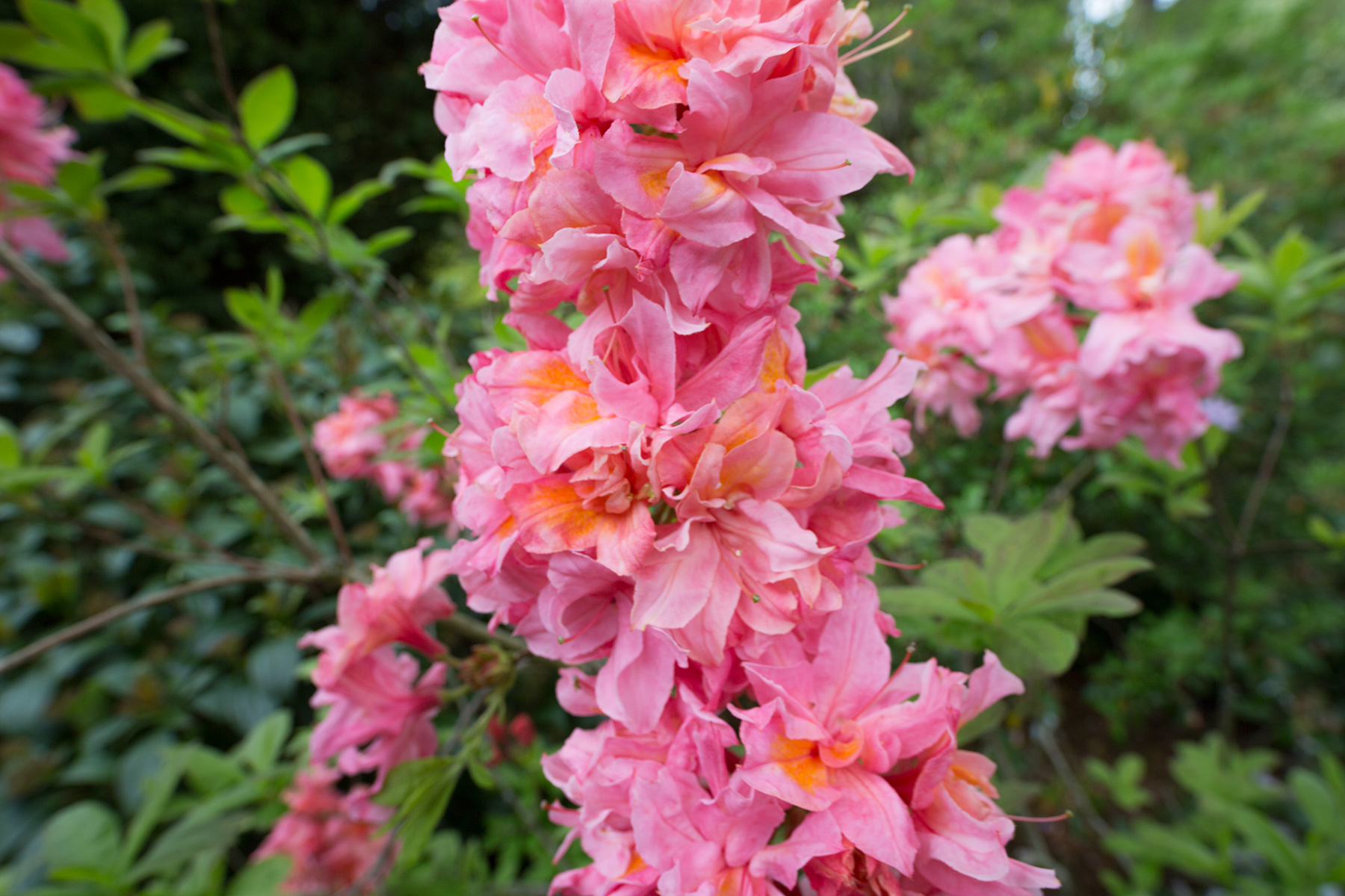 Blomst Lake District