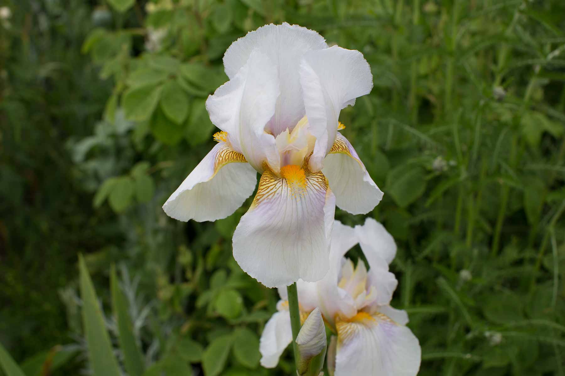 Sissinghurst