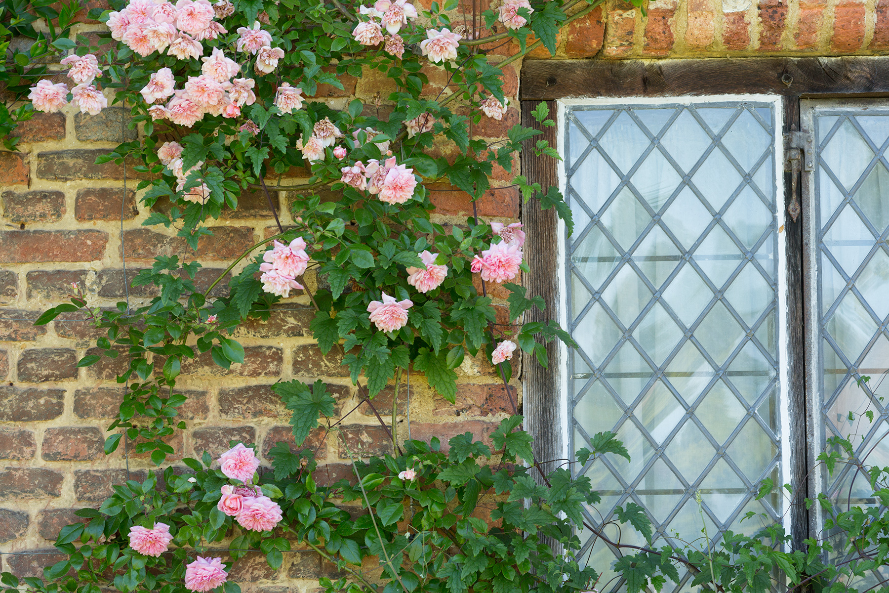 Sissinghurst