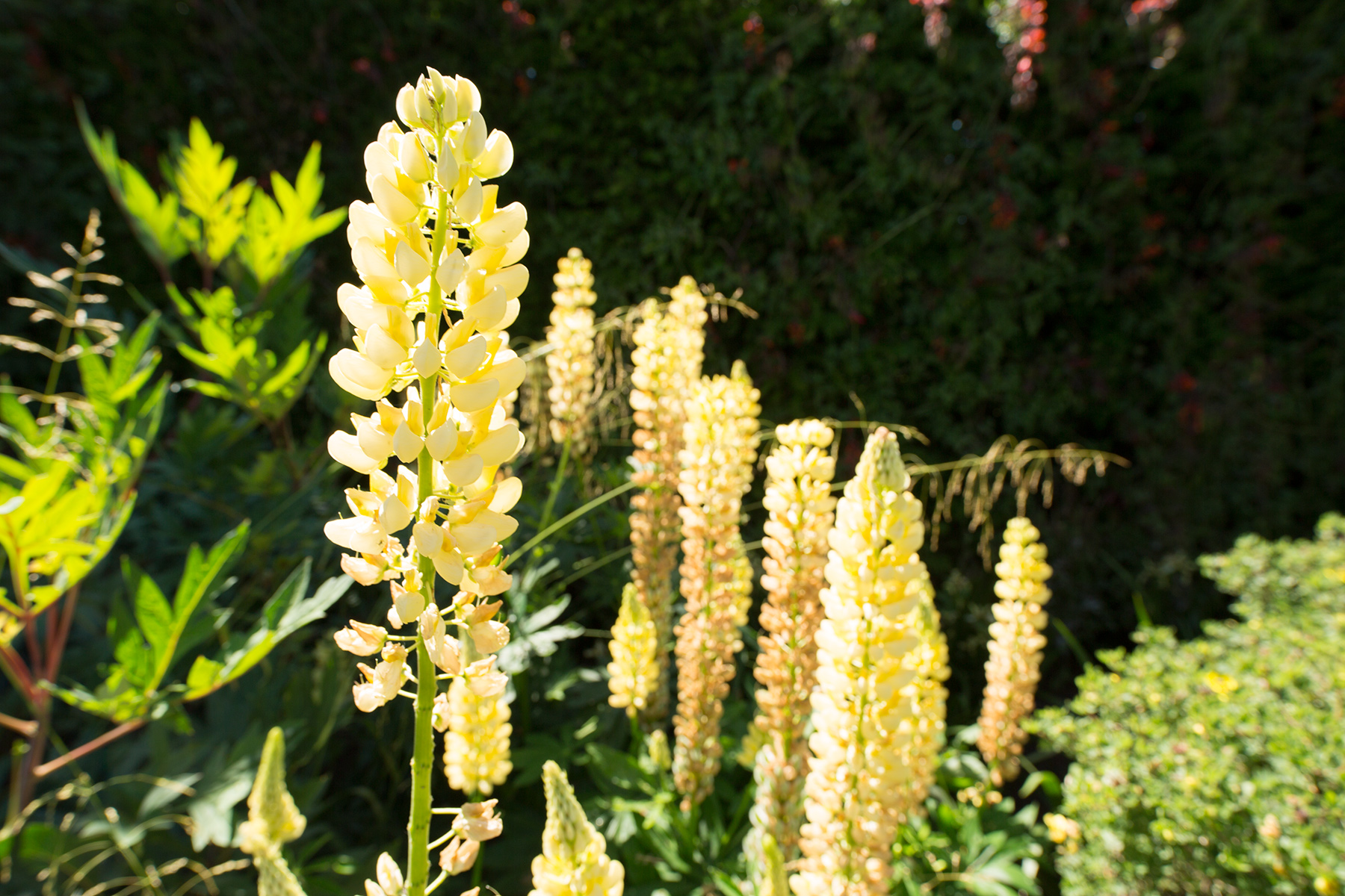 Sissinghurst