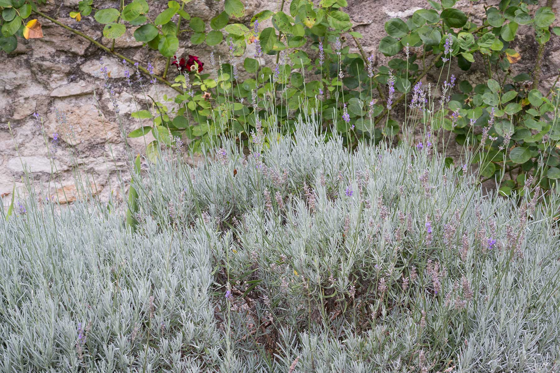 Chedigny - blomsterby i Loire