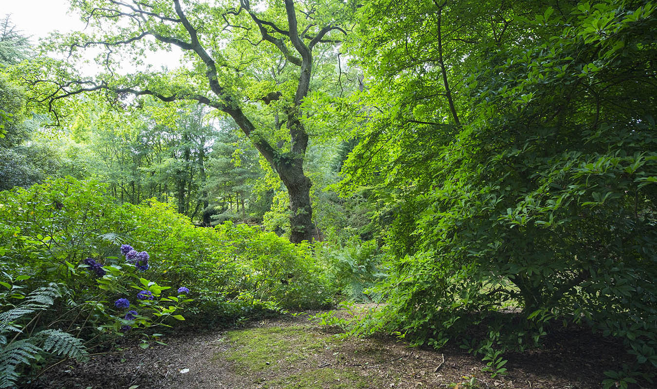 Bois de Moutiers