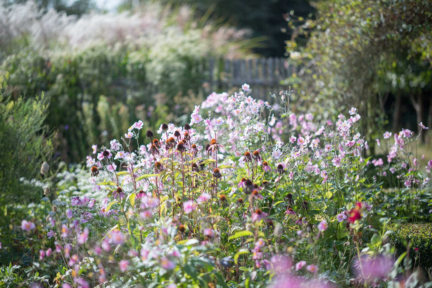 Jardin Plume