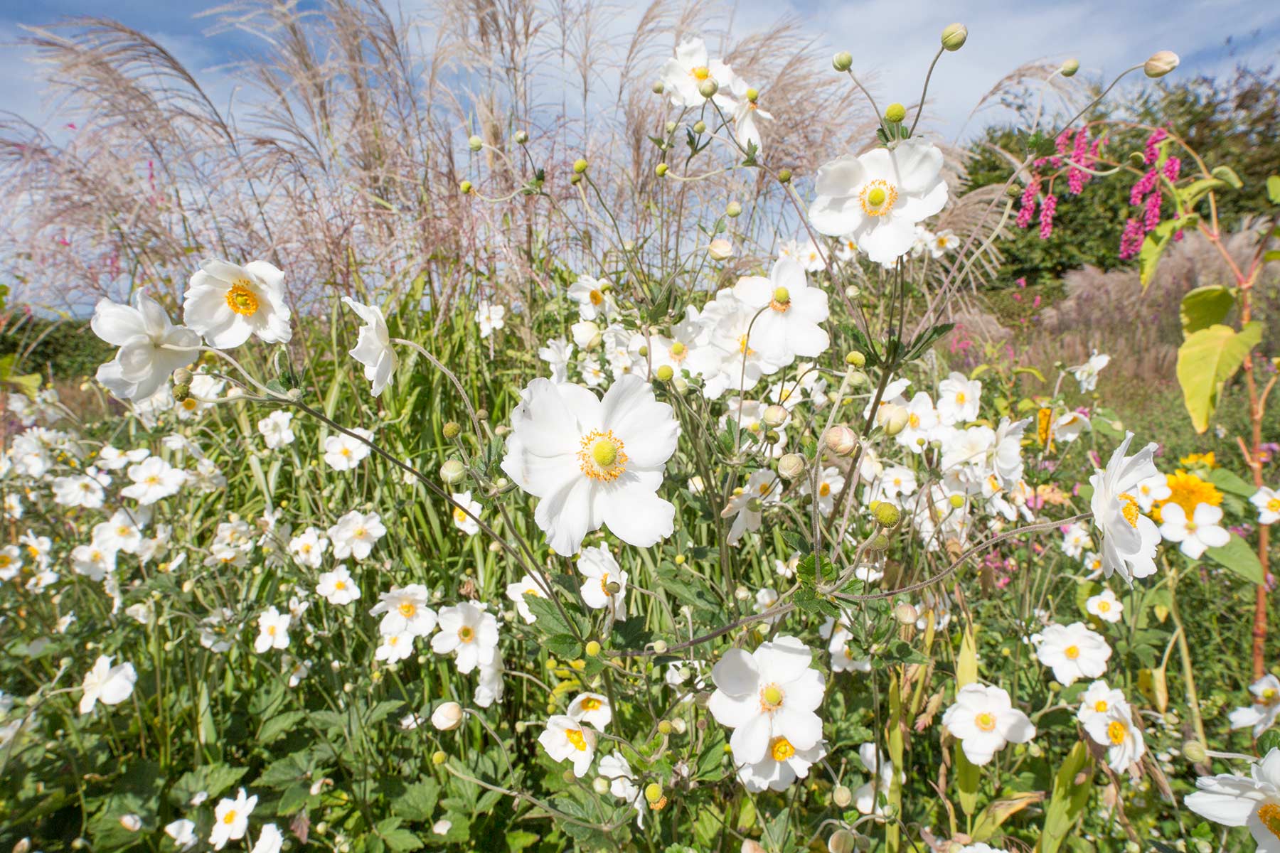 Jardin Plume