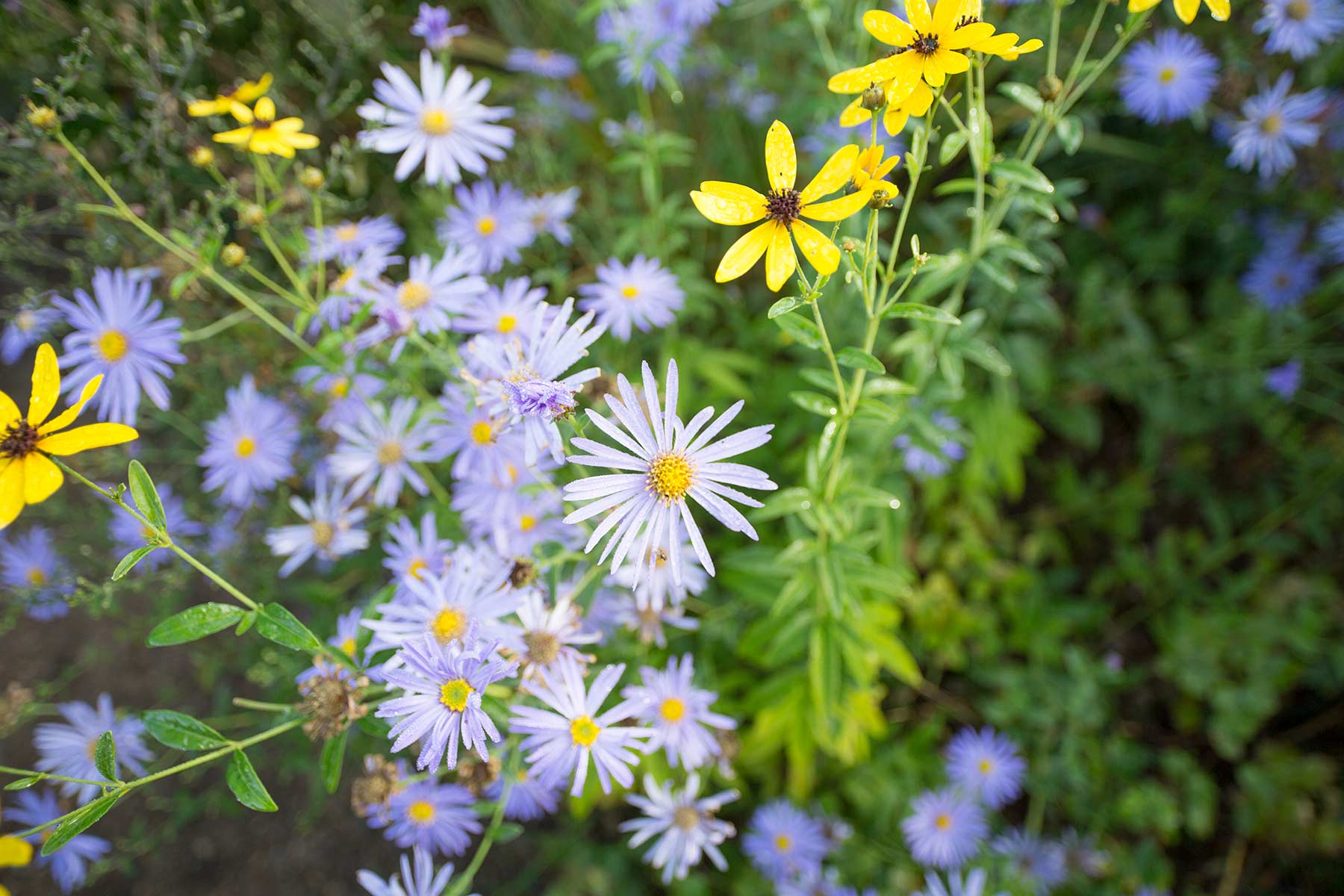 blomster i franske haver