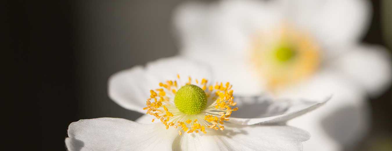Botanisk have