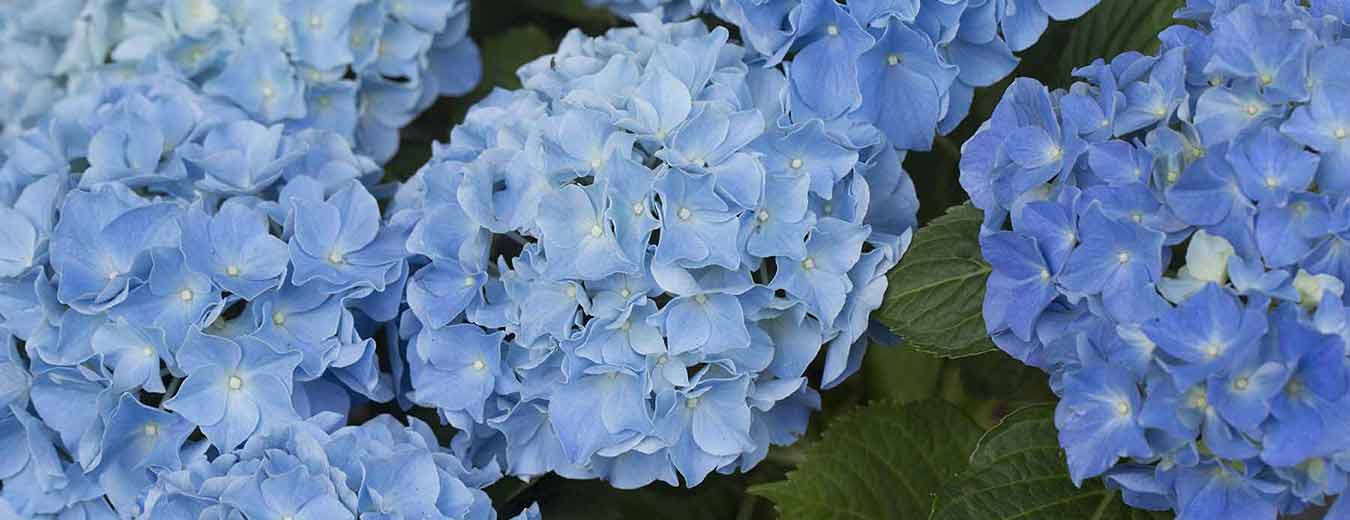 Botanisk have ceonanthus