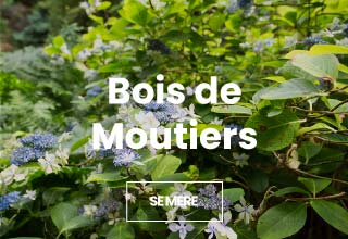 Bois de Moutiers