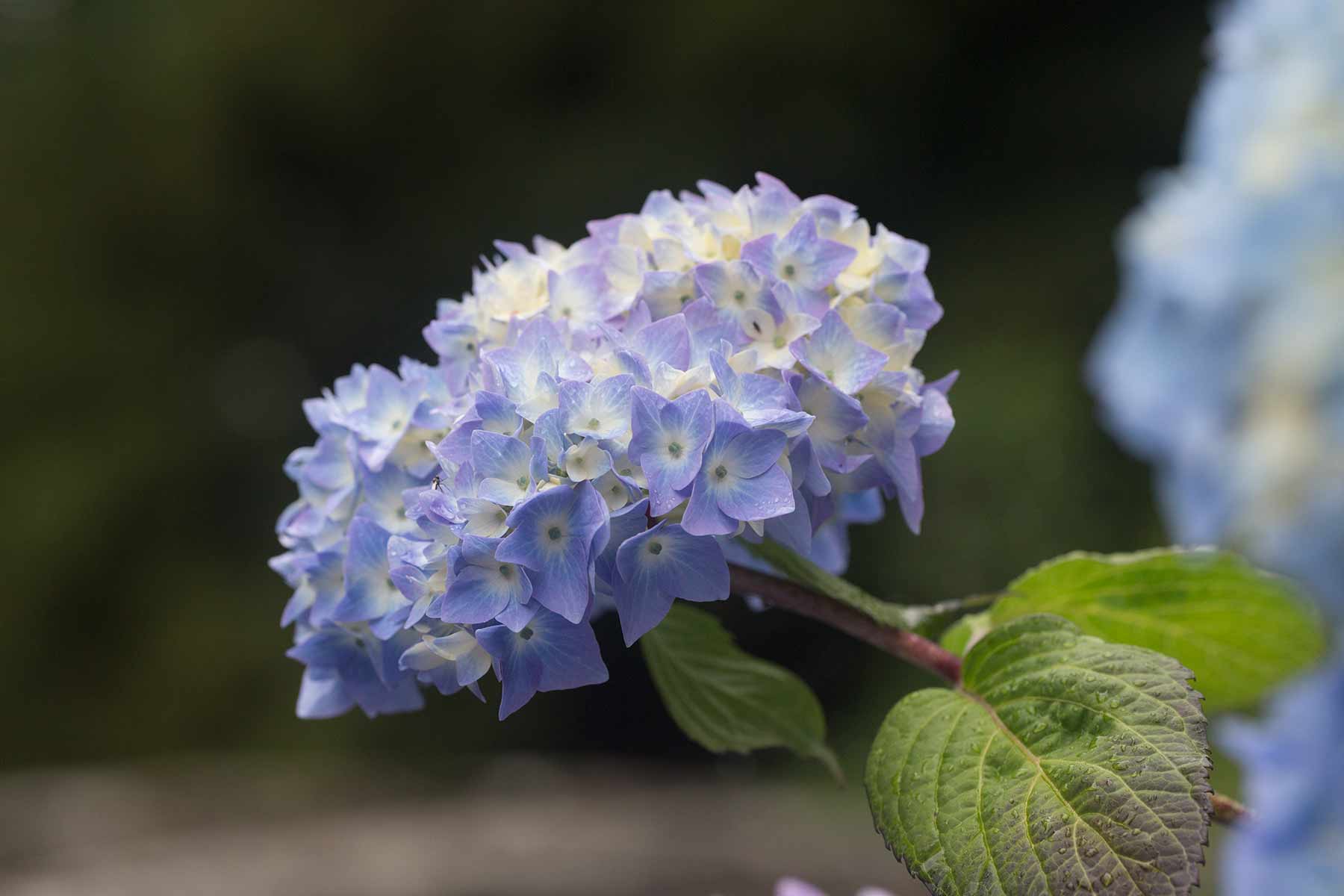 Hortensia