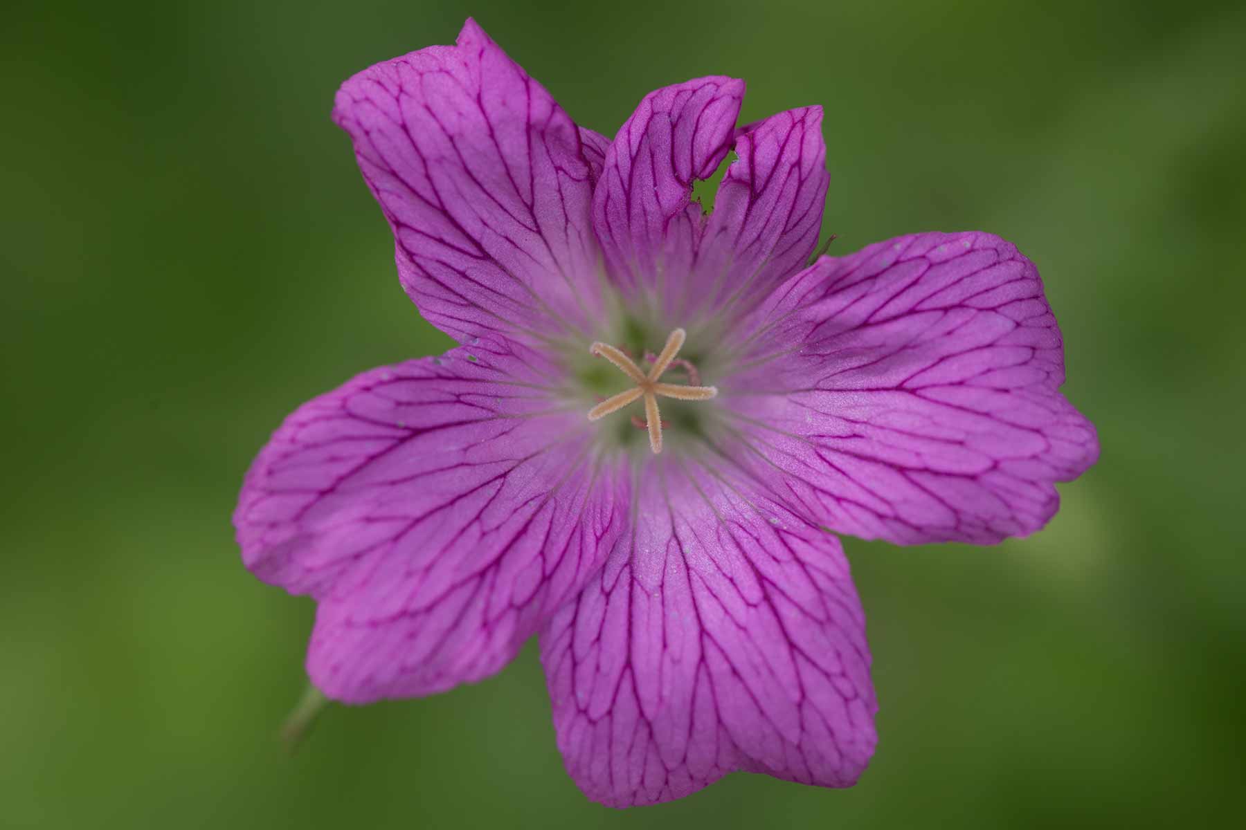 Blomst i Wales