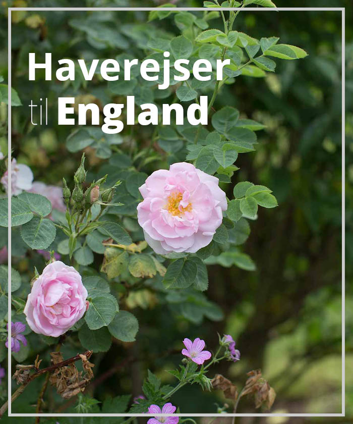 Haverejser til England