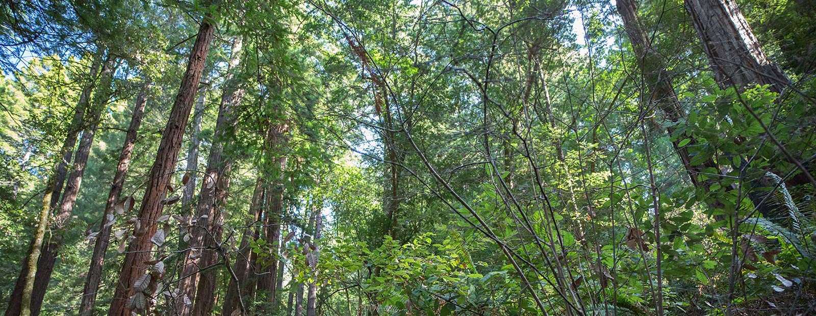 Muir Woods