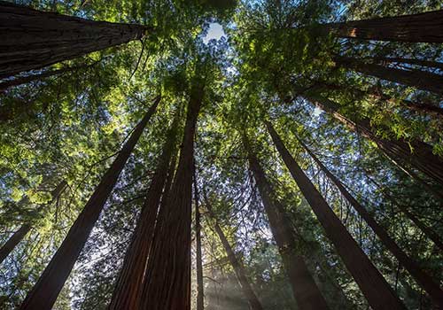 Muir Woods