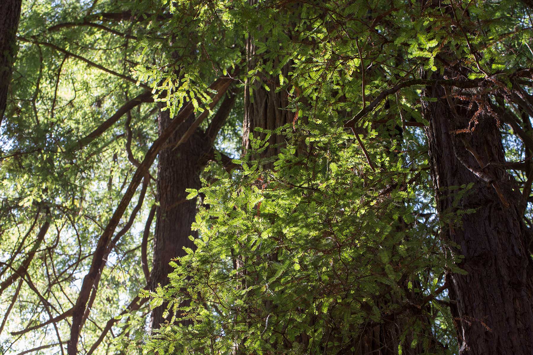 Muir Woods rødtræer med smukt lys